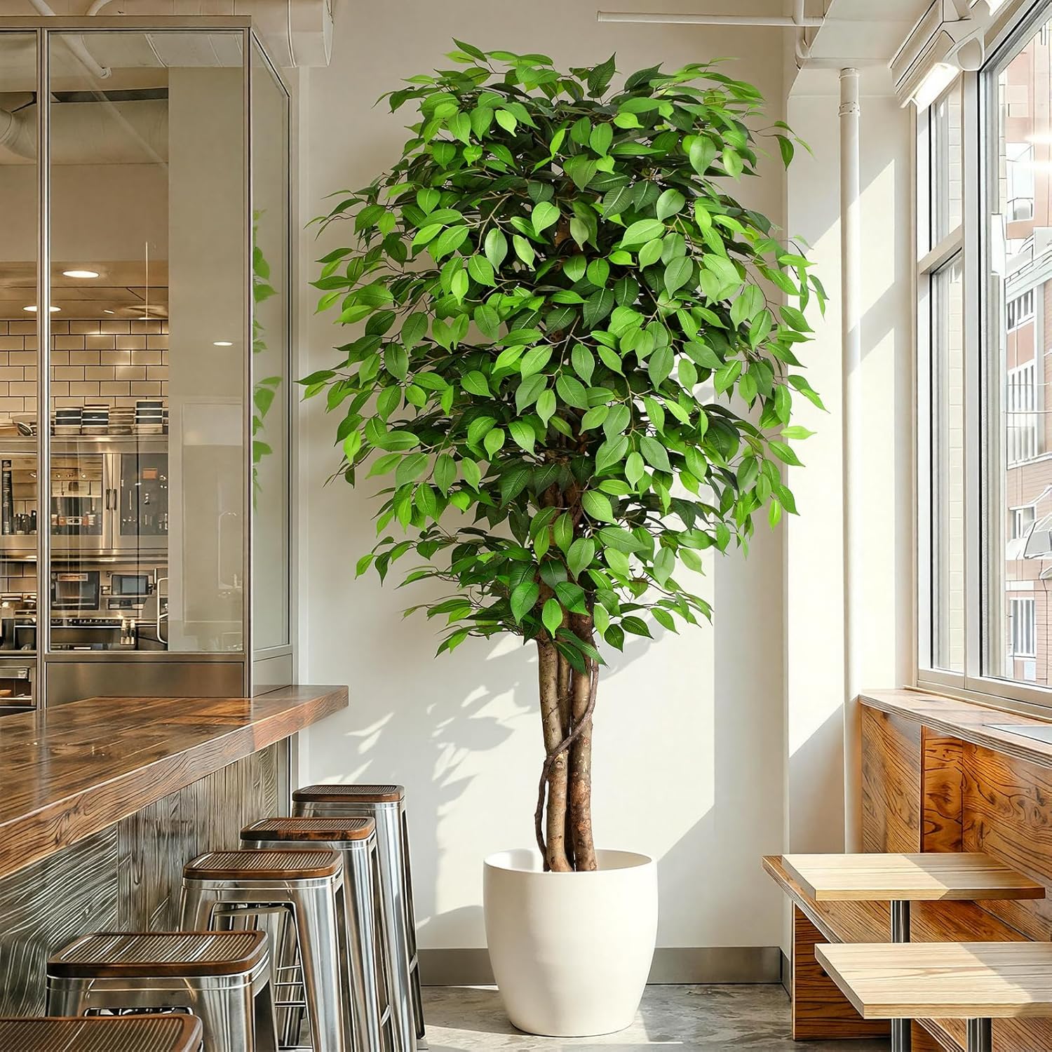 Arbre de ficus artificiel réal - Monstera Adansonii avis et prix
