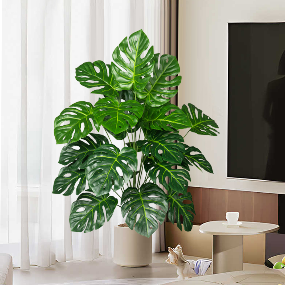 Palmier Monstera Él70-100cm, f - Monstera Adansonii avis et prix