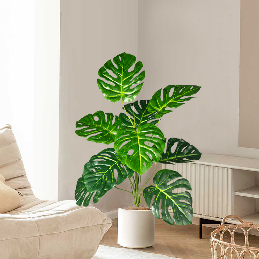 Palmier Monstera Él70-100cm, f - Monstera Adansonii avis et prix